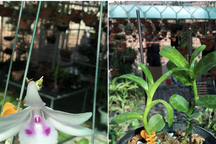 Công an Bình Phước cảnh báo dấu hiệu lừa đảo khi mua, bán lan đột biến