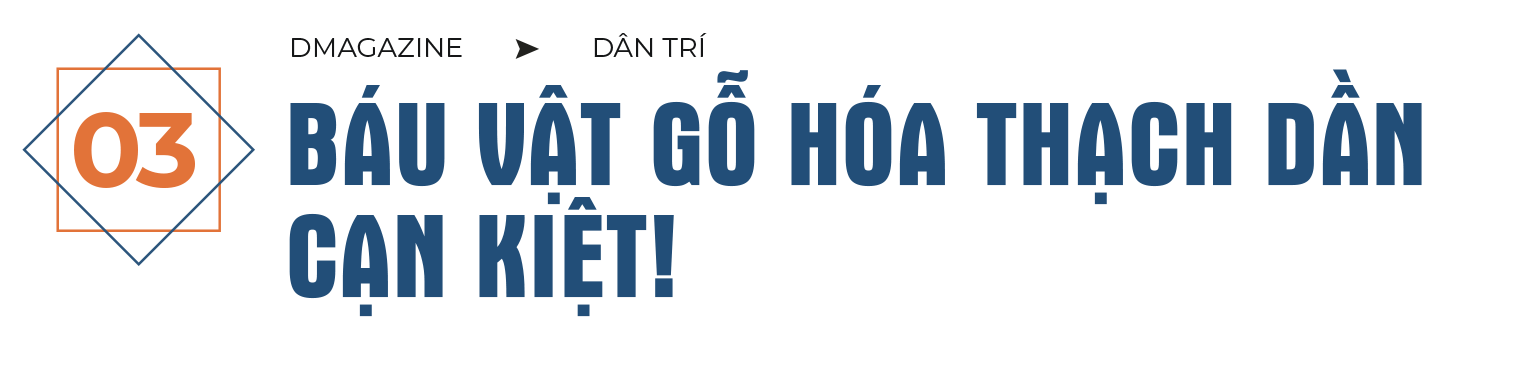 Bí ẩn về vương quốc gỗ hóa thạch trên cao nguyên Gia Lai - 15 Bí ẩn về vương quốc gỗ hóa thạch trên cao nguyên Gia Lai - 15