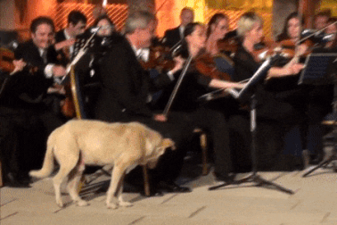 Bật cười với chú chó “đòi” làm nhân vật chính của đêm nhạc