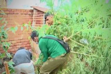 Kiểm tra nhân khẩu, công an bất ngờ phát hiện cần sa "khủng" trồng sau nhà