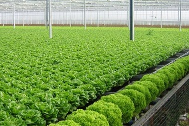 Khủng hoảng niềm tin giữa người sản xuất và người tiêu dùng rau an toàn