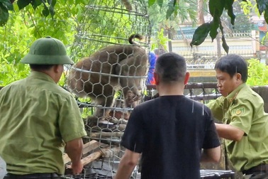 Bắt thành công cá thể khỉ tấn công cháu bé 10 tuổi