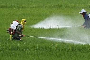 Phải coi thuốc bảo vệ thực vật là hàng hóa đặc biệt, kiểm soát chặt chẽ