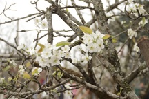 Lạc vào "rừng hoa lê" giá hàng triệu đồng một cành giữa lòng Hà Nội