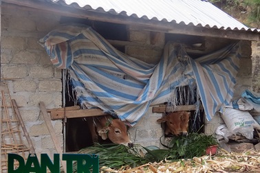 Đun nước ấm cho trâu bò uống trong trận rét lịch sử