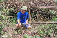 Hơn 3.000 cây keo bị kẻ xấu phun hóa chất, chặt phá