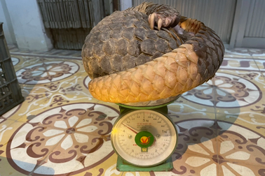 Triệt xóa đường dây buôn bán tê tê, rùa hộp trán vàng ở Quảng Nam