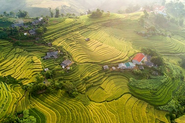 Chiêm ngưỡng "mùa thu vàng" Sa Pa