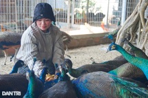 Từ chỗ nuôi chim để giải trí đến doanh thu hàng trăm triệu đồng mỗi năm