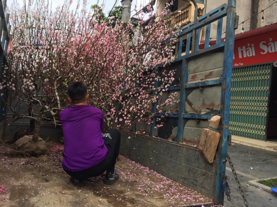 Dịch vụ nhận trồng, chăm sóc đào cảnh sau Tết hút khách - 2