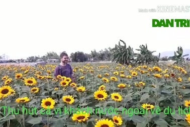 Bình Định: “Phát sốt” với vườn hướng dương nở rực rỡ chưa từng có ở đất võ