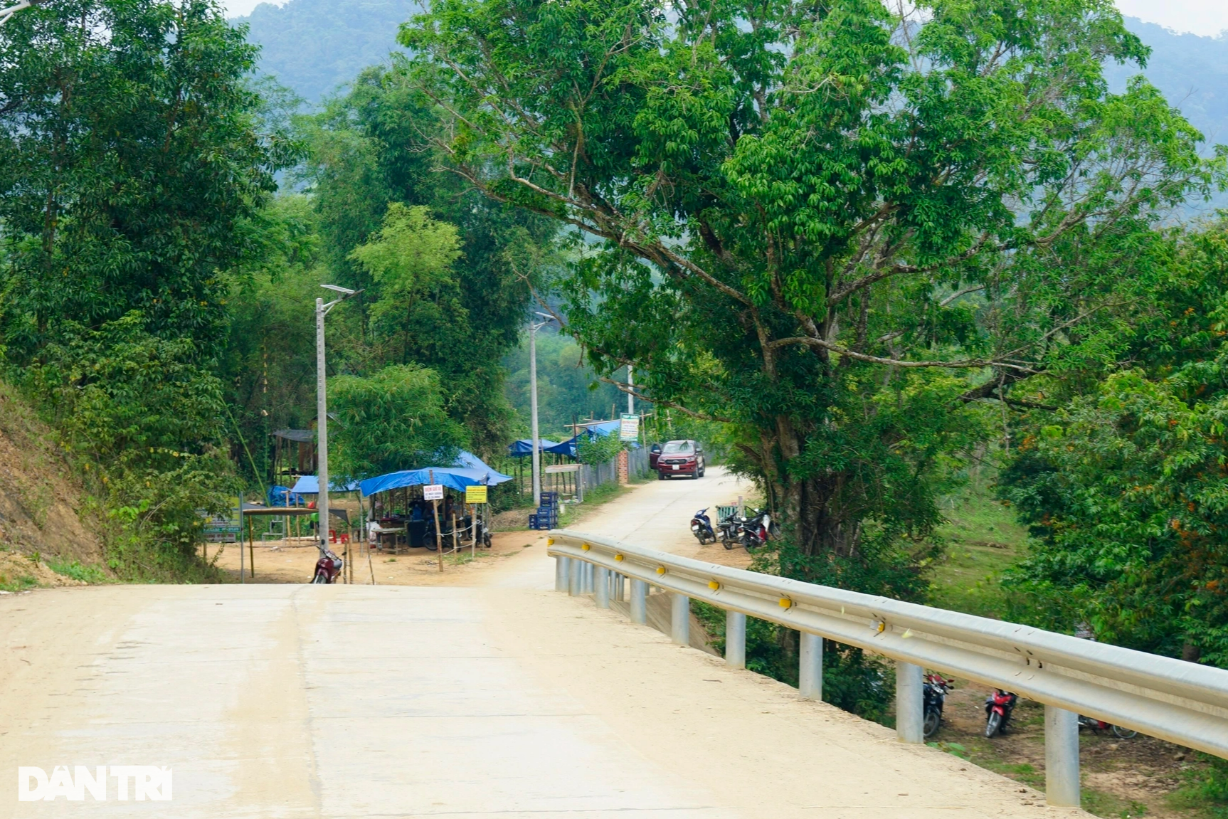 View - Trang rừng bung nở giữa rừng hút khách check-in ở Bình Định | Báo Dân trí