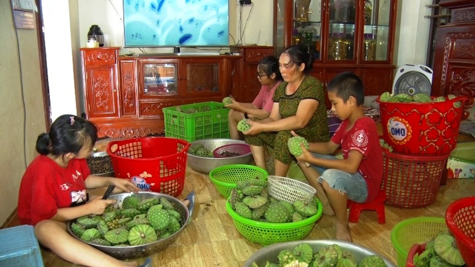 Bỏ cấy lúa sang trồng sen, người dân thu lãi cả trăm triệu đồng - 6 Bỏ cấy lúa sang trồng sen, người dân thu lãi cả trăm triệu đồng - 6