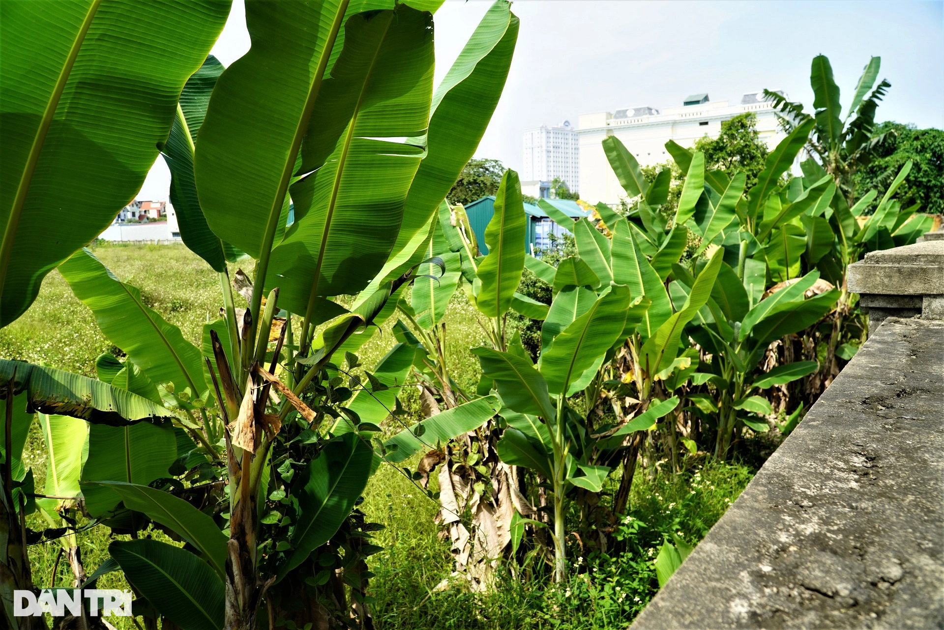 Dự án khách sạn 5 sao ở khu đất vàng sau hơn một thập kỷ vẫn bỏ hoang - 6 Dự án khách sạn 5 sao ở khu đất vàng sau hơn một thập kỷ vẫn bỏ hoang - 6