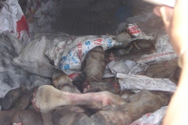 Phát hiện khối lượng lớn chân bò, lòng lợn thối 