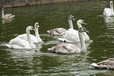 "Mục sở thị" trang trại thiên nga bán cho nhà giàu Hà Nội