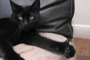 Mèo giơ ngón cái tán thưởng