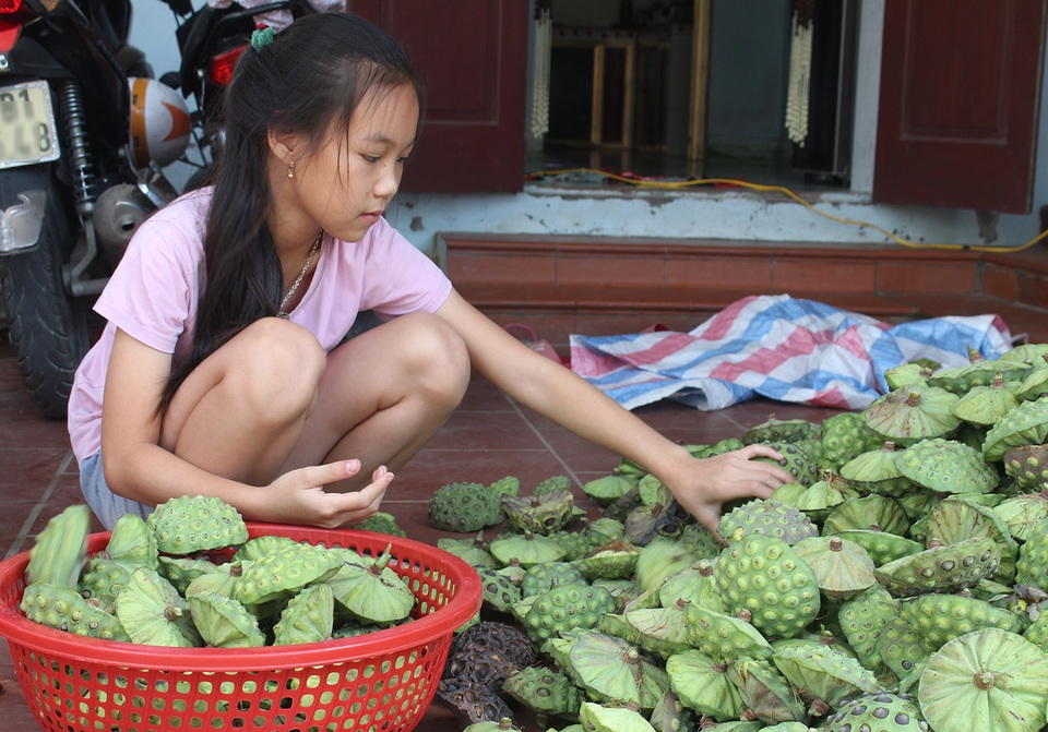 Nông dân thắng lớn, thu cả trăm triệu đồng nhờ trồng sen lấy hạt - 7 Nông dân thắng lớn, thu cả trăm triệu đồng nhờ trồng sen lấy hạt - 7