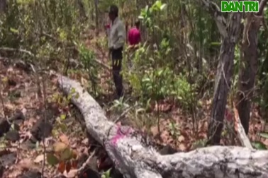 Đoàn xe công nông ùn ùn kéo vào phá rừng cộng đồng