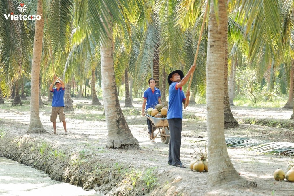 Hành trình “xanh hóa” ngành dừa - câu chuyện phát triển bền vững của Vietcoco - 1 Hành trình “xanh hóa” ngành dừa - câu chuyện phát triển bền vững của Vietcoco - 1