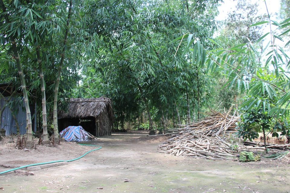 Thu lãi trăm triệu đồng nhờ trồng loại cây bán không bỏ thứ gì - 1 Thu lãi trăm triệu đồng nhờ trồng loại cây bán không bỏ thứ gì - 1