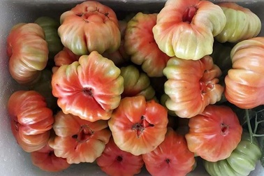 Nhìn xấu lạ, loại cà chua cổ ở Sơn La lại siêu đắt khách