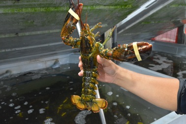 Dịch corona: Tôm hùm Alaska giá “siêu rẻ”, dân TPHCM "đổ xô" mua về ăn