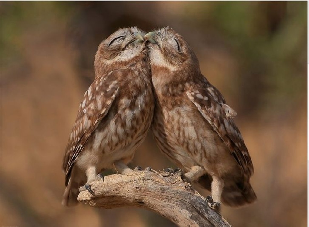 The owl couple shows happy and contented faces in love.