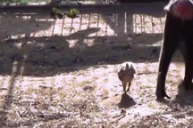 Video: Khỉ suốt ngày đi theo gà để chăm bẵm, ấp iu