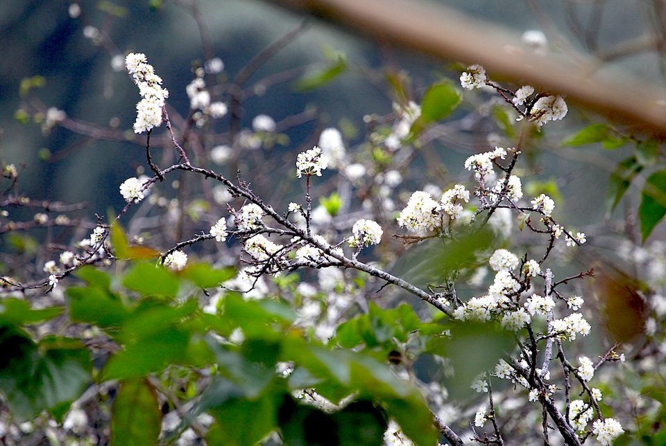 Ngắm thiên đường hoa mận nở nơi Mường Lống những ngày cuối năm - 10 Ngắm thiên đường hoa mận nở nơi Mường Lống những ngày cuối năm - 10