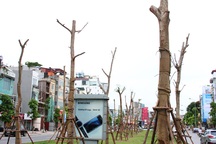 Trồng phượng “chi chít” trên đường phố Hà Nội có hợp lý không?