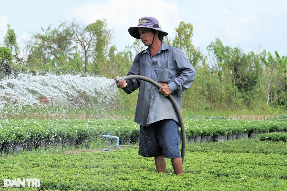 Người dân làng hoa trăm tuổi vừa chuẩn bị hàng tết vừa lo Covid-19 - 4 Người dân làng hoa trăm tuổi vừa chuẩn bị hàng tết vừa lo Covid-19 - 4