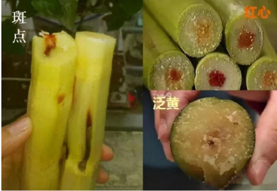 Từ vụ bé 4 tuổi suýt mất mạng do ăn mía, chuyên gia chỉ rõ những điều cần tránh khi ăn - 1 Từ vụ bé 4 tuổi suýt mất mạng do ăn mía, chuyên gia chỉ rõ những điều cần tránh khi ăn - 1