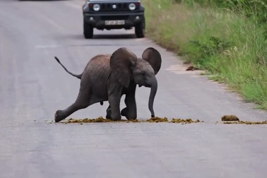 Voi con tinh nghịch chơi đùa với… đống phân trên đường