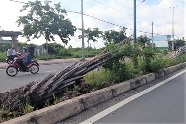 Hàng chục cây cọ bất ngờ bị bứng khỏi tuyến đường trăm tỷ