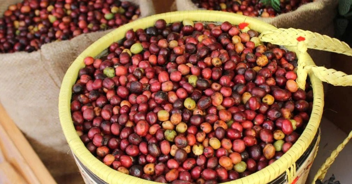 Giá cà phê hôm nay 11/8: Diễn biến trái chiều
