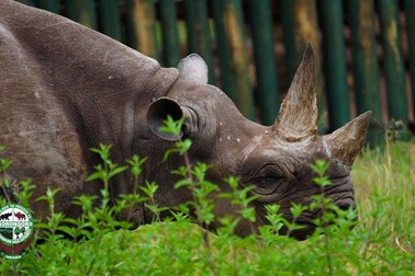 Tê giác sống thọ nhất thế giới đã chết