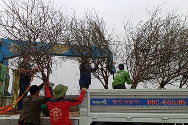 Vựa đào phai nổi tiếng xứ Thanh nhộn nhịp ngày cận Tết