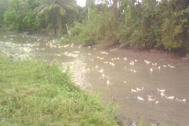 Chủ động phòng ngừa virus cúm gia cầm lây sang người