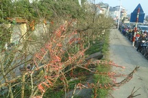 Đào cổ thụ, mơ rừng tấp nập xuống phố, giá cả chục triệu đồng/cành