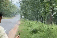 Nổi bật tuần qua: Nhóm thanh niên mạo hiểm tiếp cận hổ hoang dã để chụp ảnh