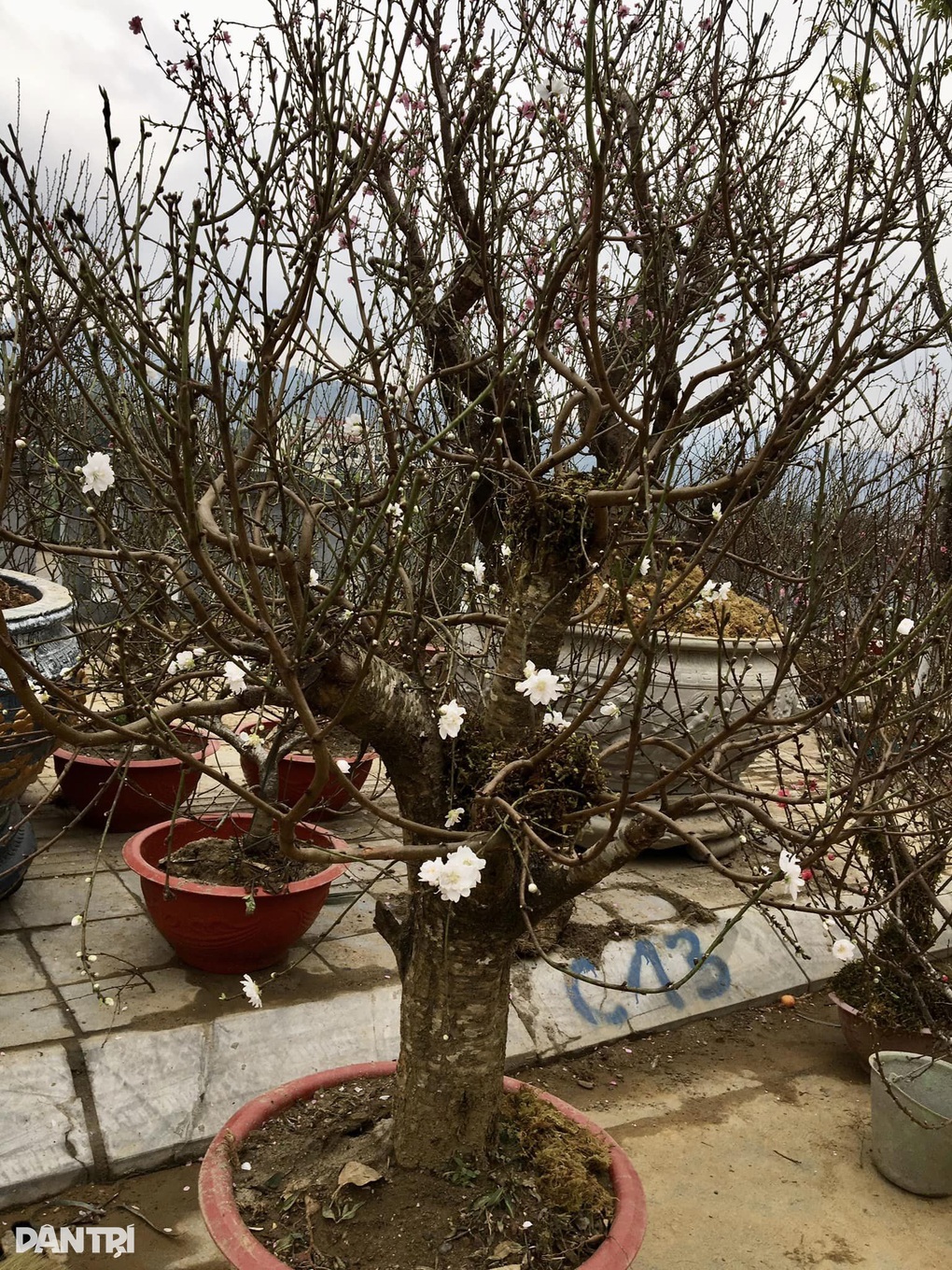 Hoa bạch đào Lào Cai quý hiếm xuất hiện ở chợ hoa Xuân Quý Mão 2023 - 4