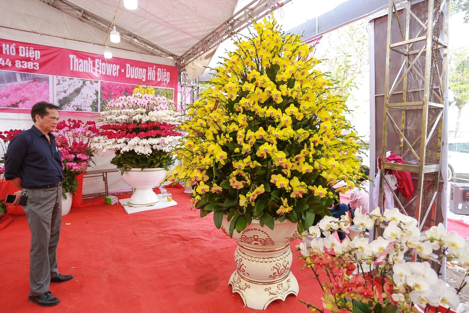 Chậu lan hồ điệp “khủng” cao hai mét, giá trăm triệu phục vụ đại gia chơi Tết Canh Tý - 10 Chậu lan hồ điệp “khủng” cao hai mét, giá trăm triệu phục vụ đại gia chơi Tết Canh Tý - 10