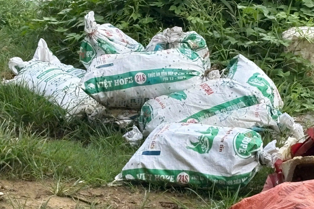 Phát hiện hàng loạt bao tải chứa lợn chết tại bãi rác, vườn keo ở Nghệ An