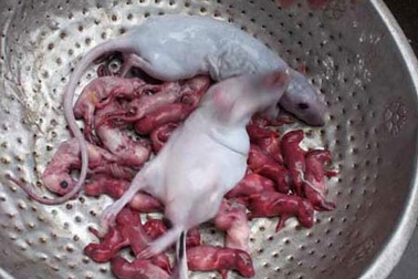 Rùng mình "chuột bao tử” phục vụ “quý ông” tăng cường sinh lý