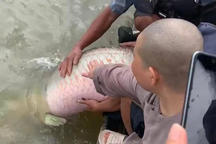 Thả cá hải tượng "khủng" ra sông: Phóng sinh hay sát sinh?