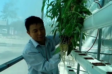 Bình Định: Trồng rau sạch không cần đất, không tốn công chăm bón