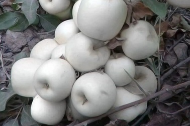 Loại táo "ma" có vỏ và ruột màu trắng muốt