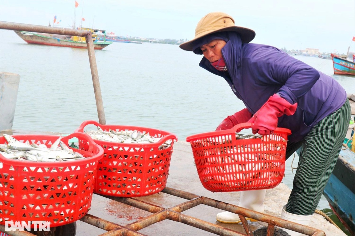 Trúng đậm cá trích đầu năm, ngư dân thu tiền triệu mỗi ngày - 9 Trúng đậm cá trích đầu năm, ngư dân thu tiền triệu mỗi ngày - 9