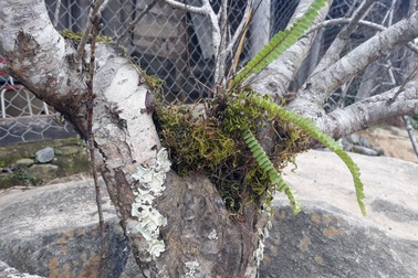 Đổ xô lên "săn" đào đá giá hàng chục triệu ở vùng biên Nghệ An